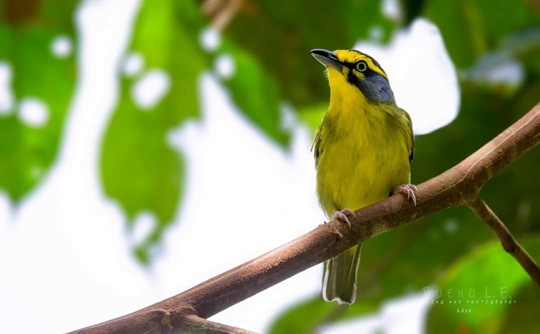 Schieferkopfvireo - ML373941891
