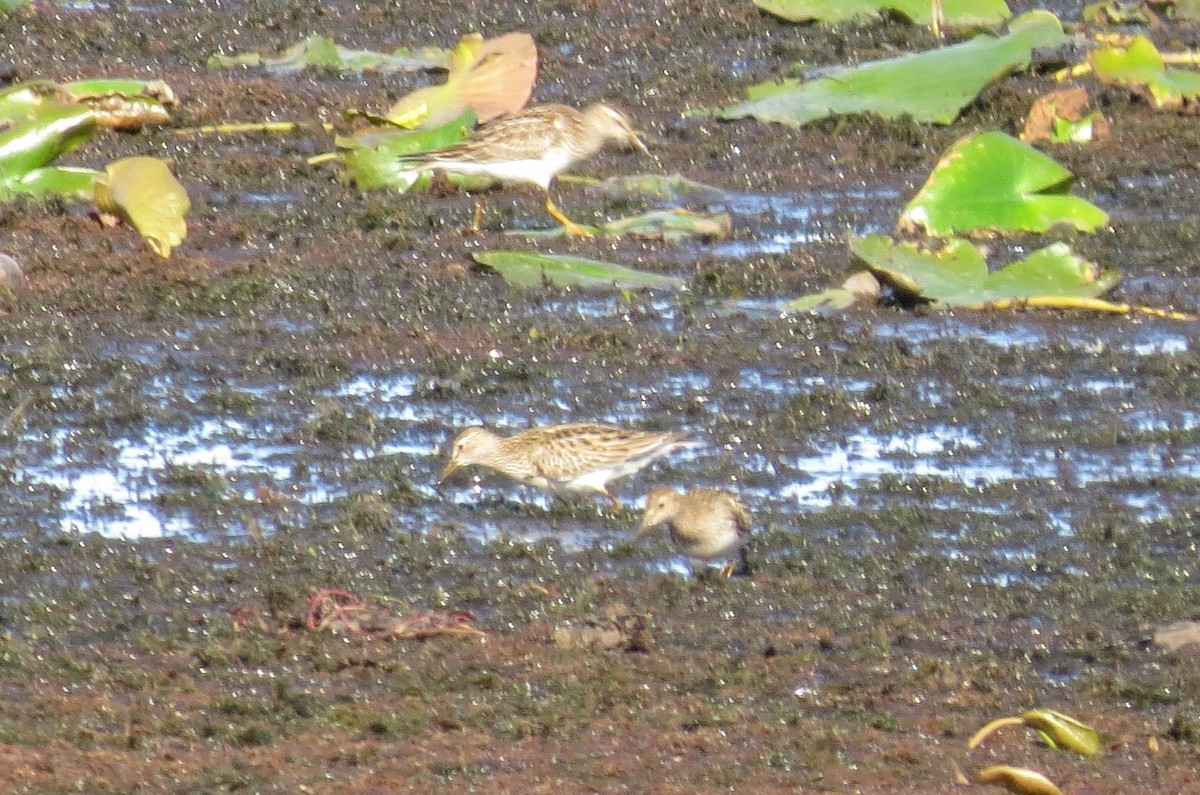 Pectoral Sandpiper - ML373942431