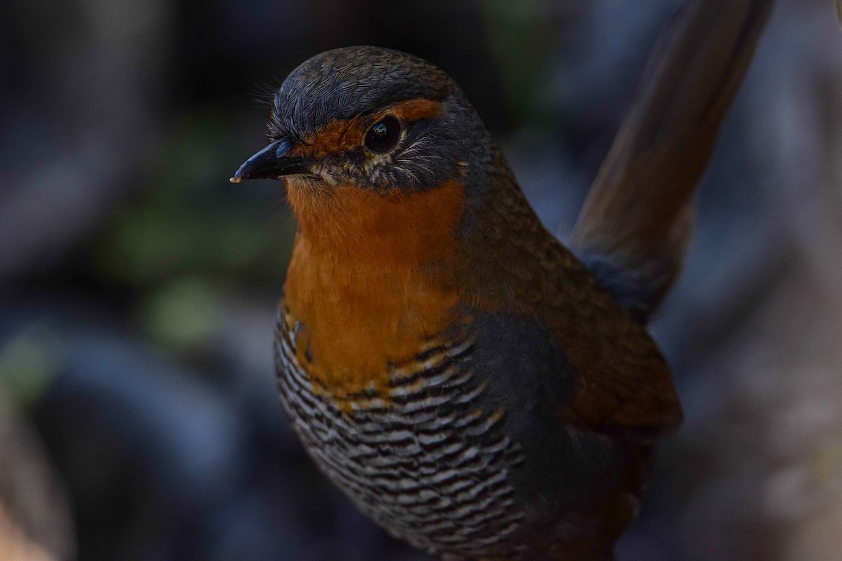 Chucao Tapaculo - ML373942691