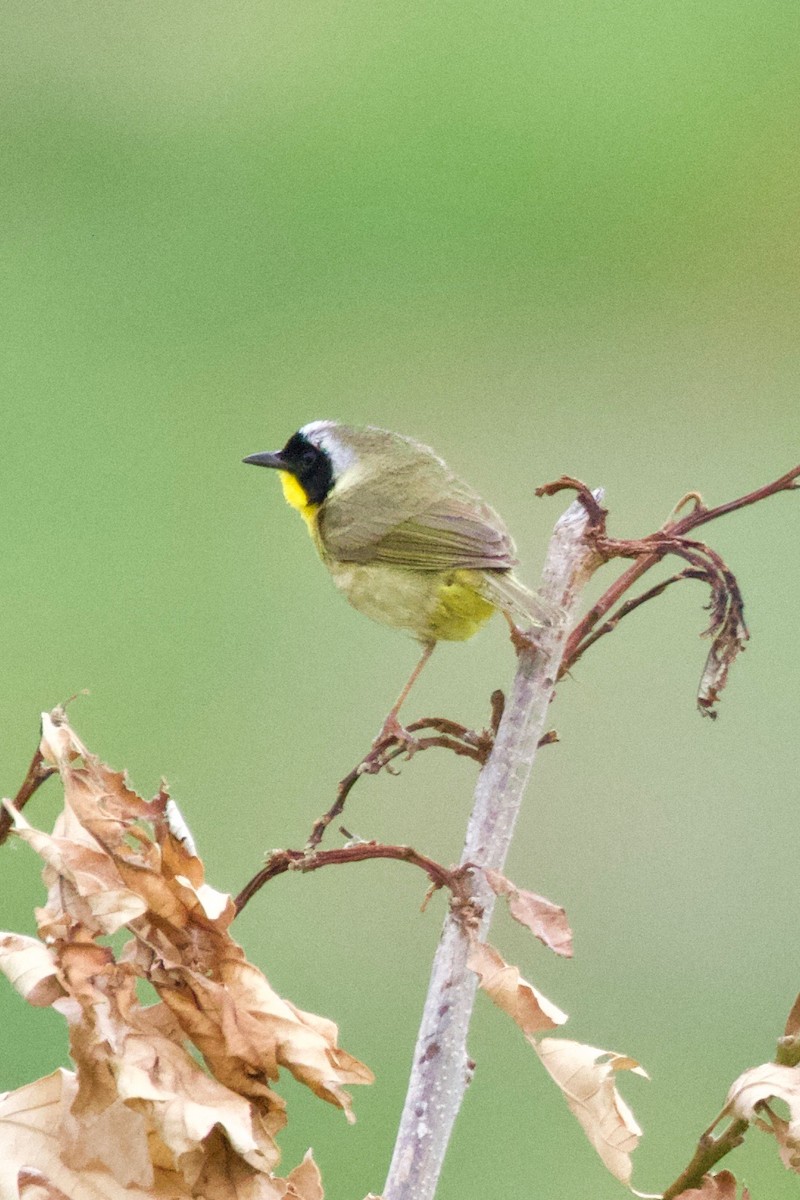 Common Yellowthroat - ML373944111