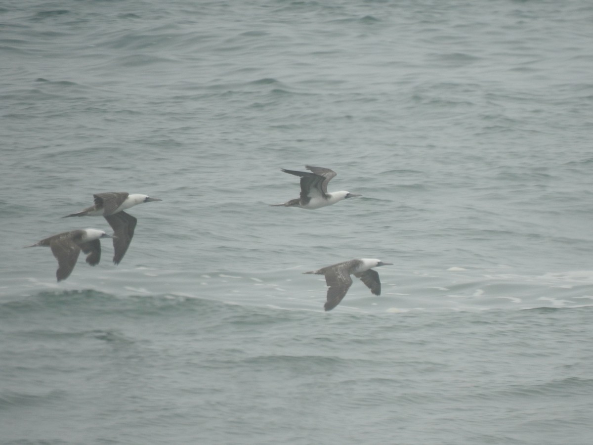 Peruvian Booby - Daniel Lane