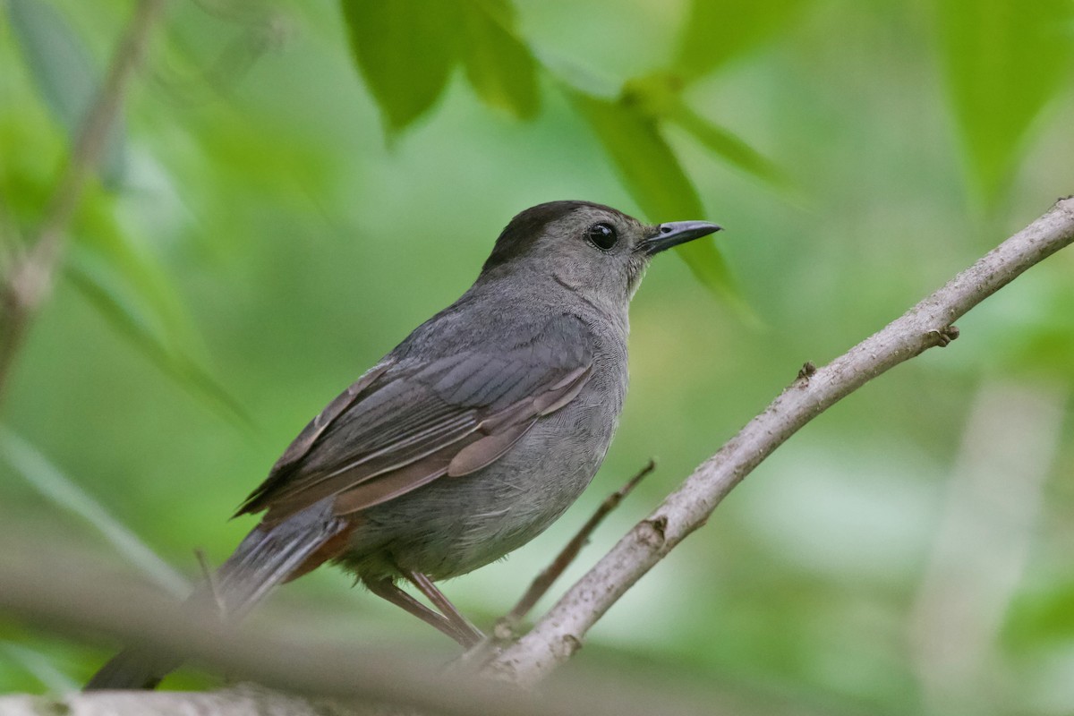 Gray Catbird - ML373944451