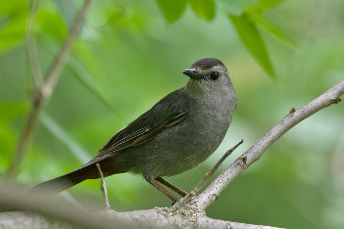 Gray Catbird - ML373944491