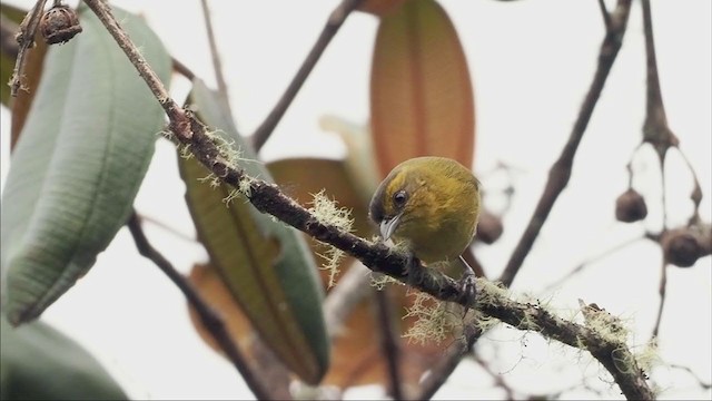 Parodi's Hemispingus - ML373947611