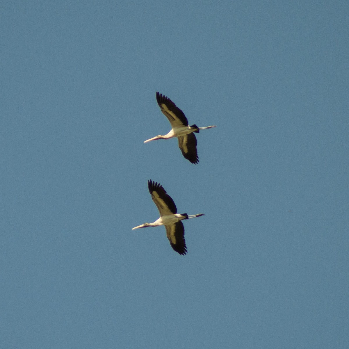 Wood Stork - ML373949731