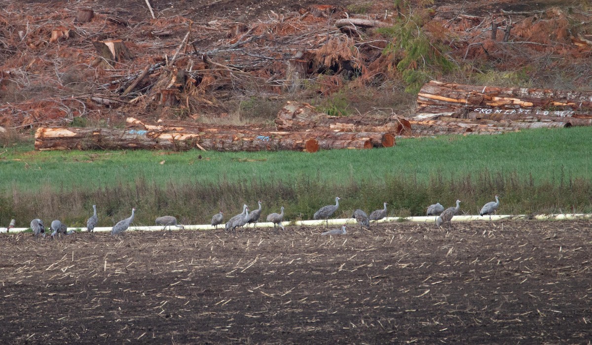 Sandhill Crane - Danielle Lacasse