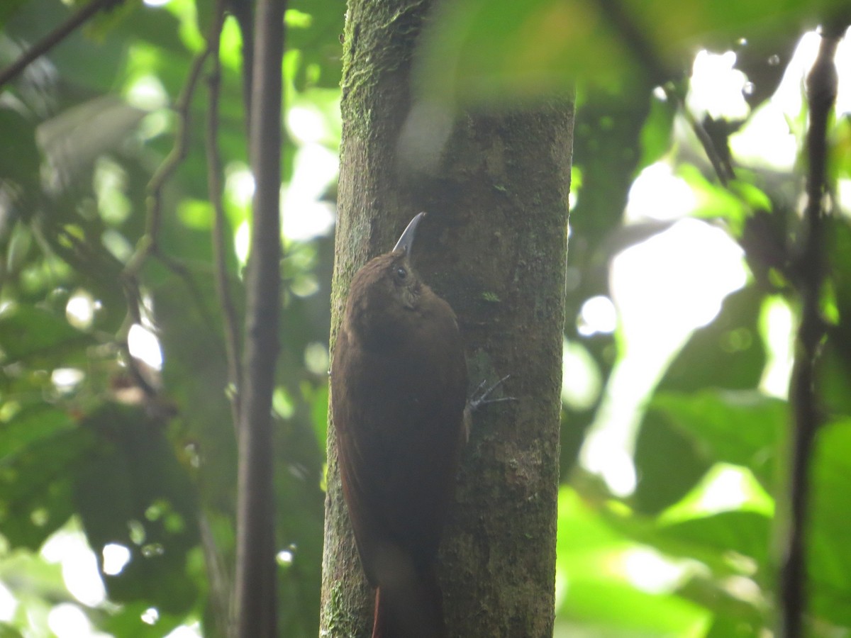 Plain-brown Woodcreeper - ML37395191