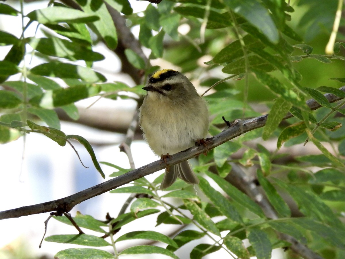 Golden-crowned Kinglet - ML373951951