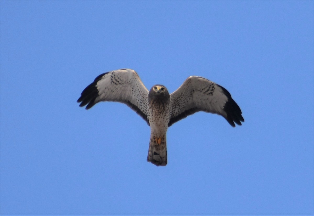 Northern Harrier - ML373952121