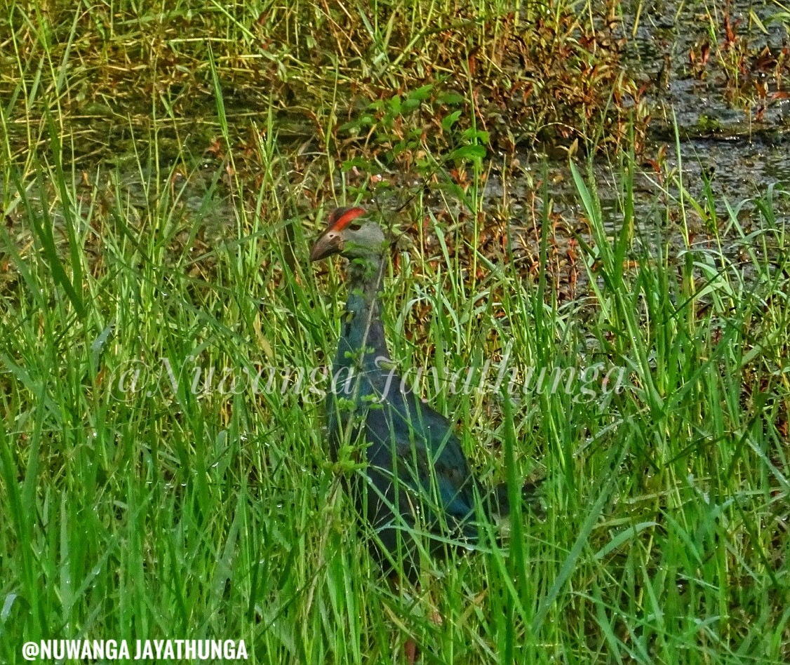 Gray-headed Swamphen - Nuwanga Jayathunga