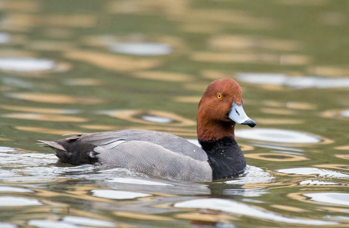 Redhead - ML37395431