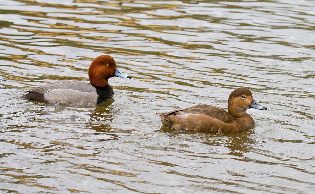 Redhead - ML37395451