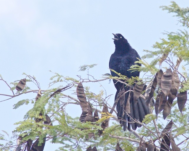 Great-tailed Grackle - ML373955731