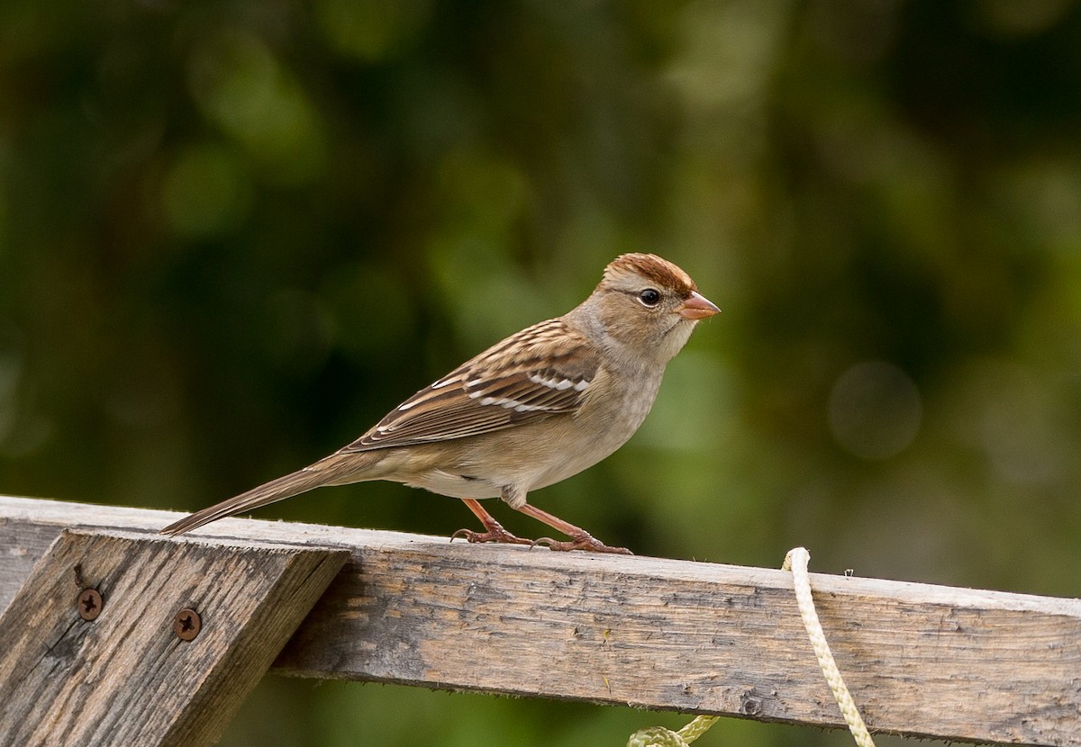 White-crowned Sparrow - ML373956441