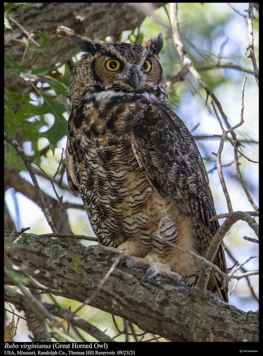 Great Horned Owl - ML373957511