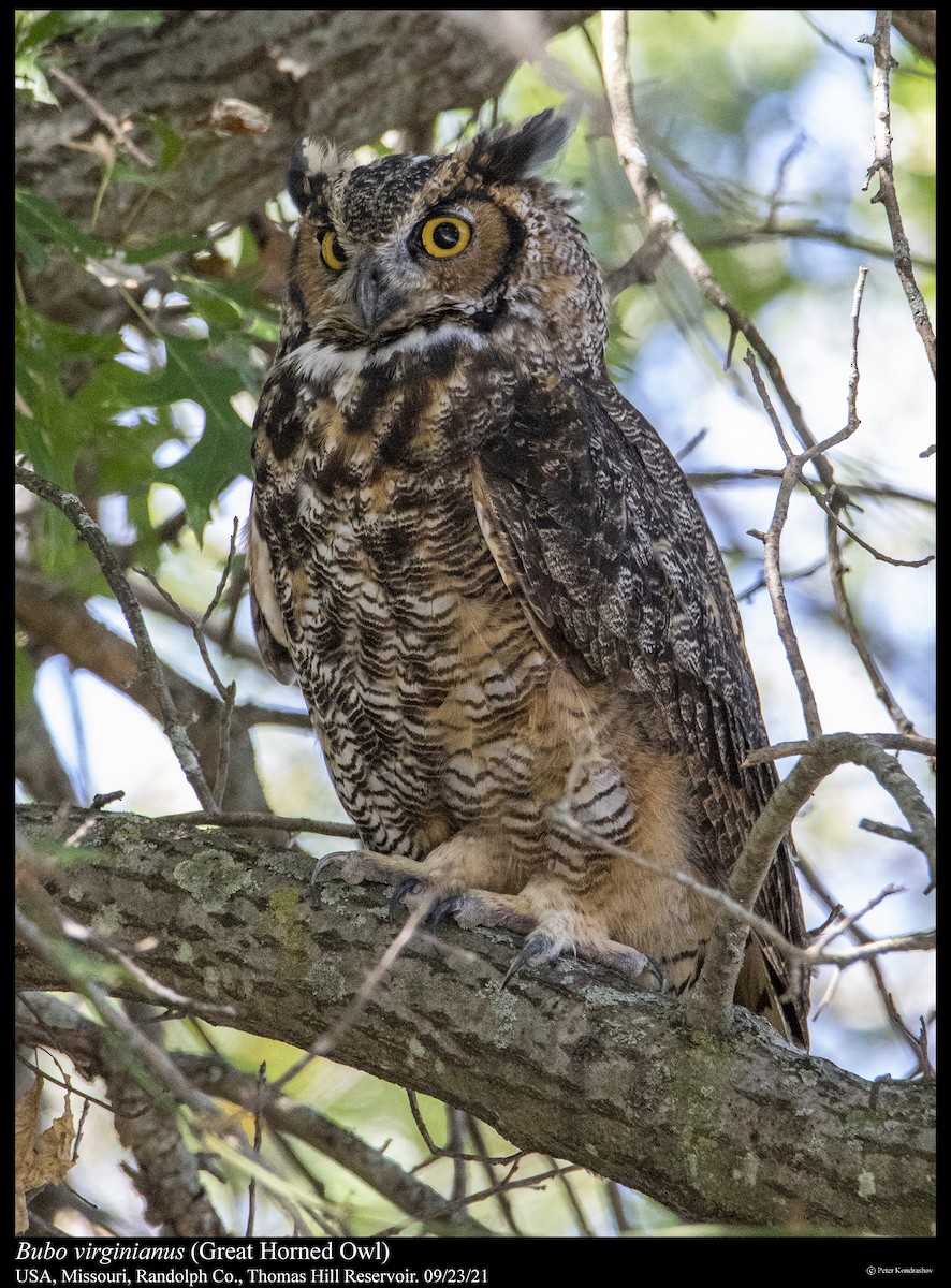 Great Horned Owl - ML373957521
