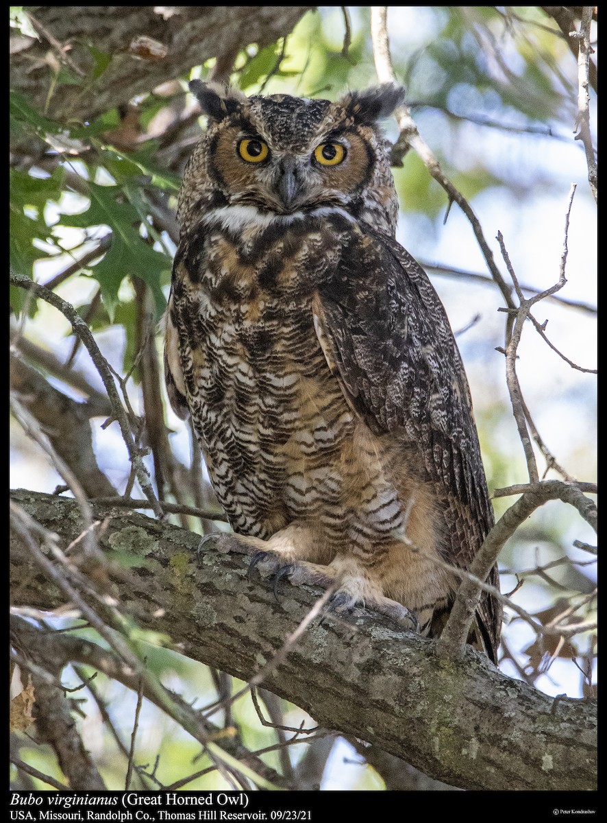 Great Horned Owl - ML373957531