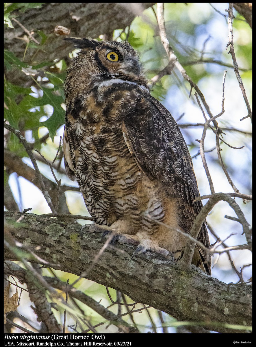Great Horned Owl - ML373957541