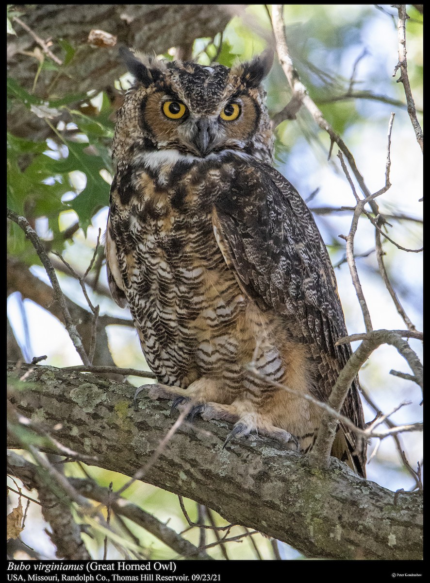 Great Horned Owl - ML373957551