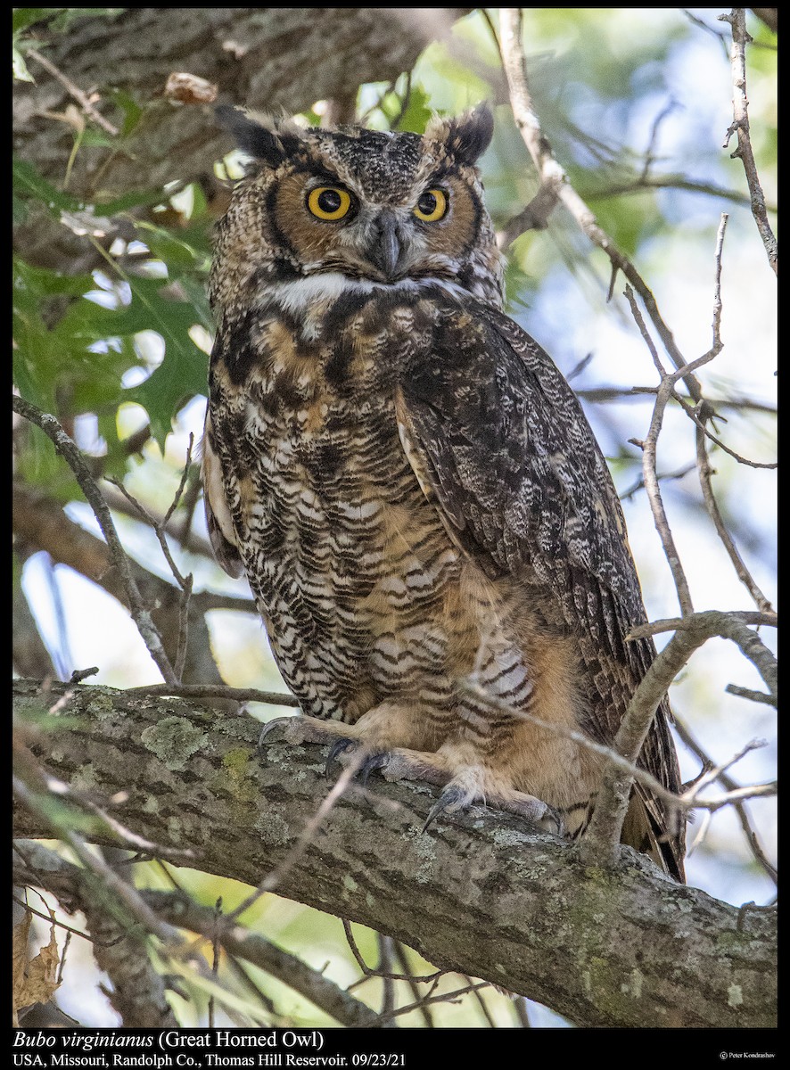 Great Horned Owl - ML373957561