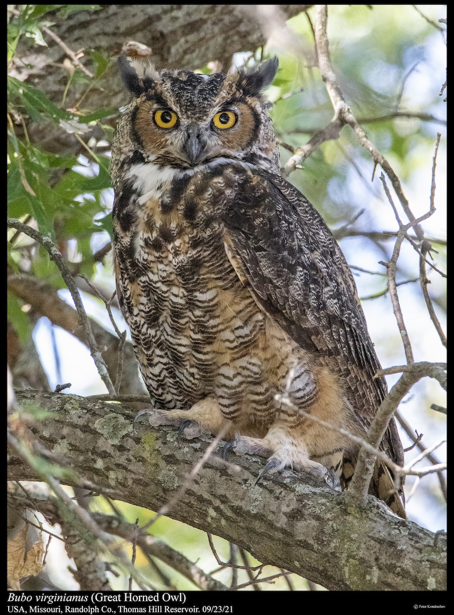 Great Horned Owl - ML373957571