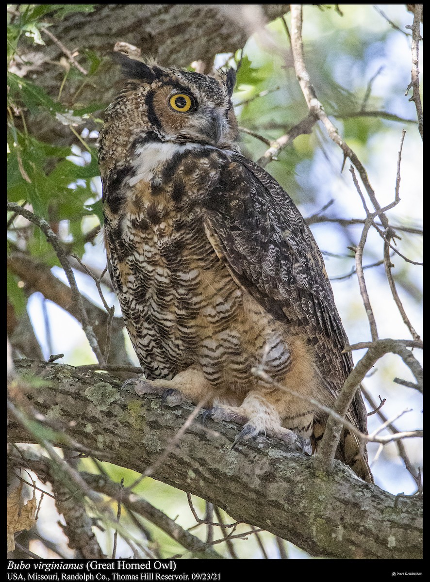 Great Horned Owl - ML373957581