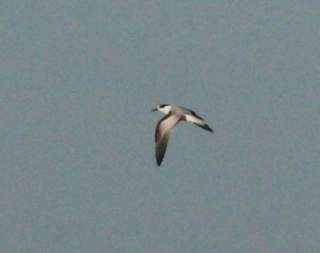 Common Tern - ML37395781
