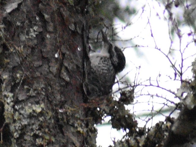 American Three-toed Woodpecker - ML373961891