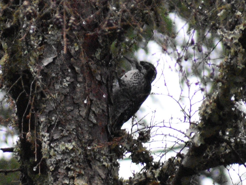 American Three-toed Woodpecker - ML373961901