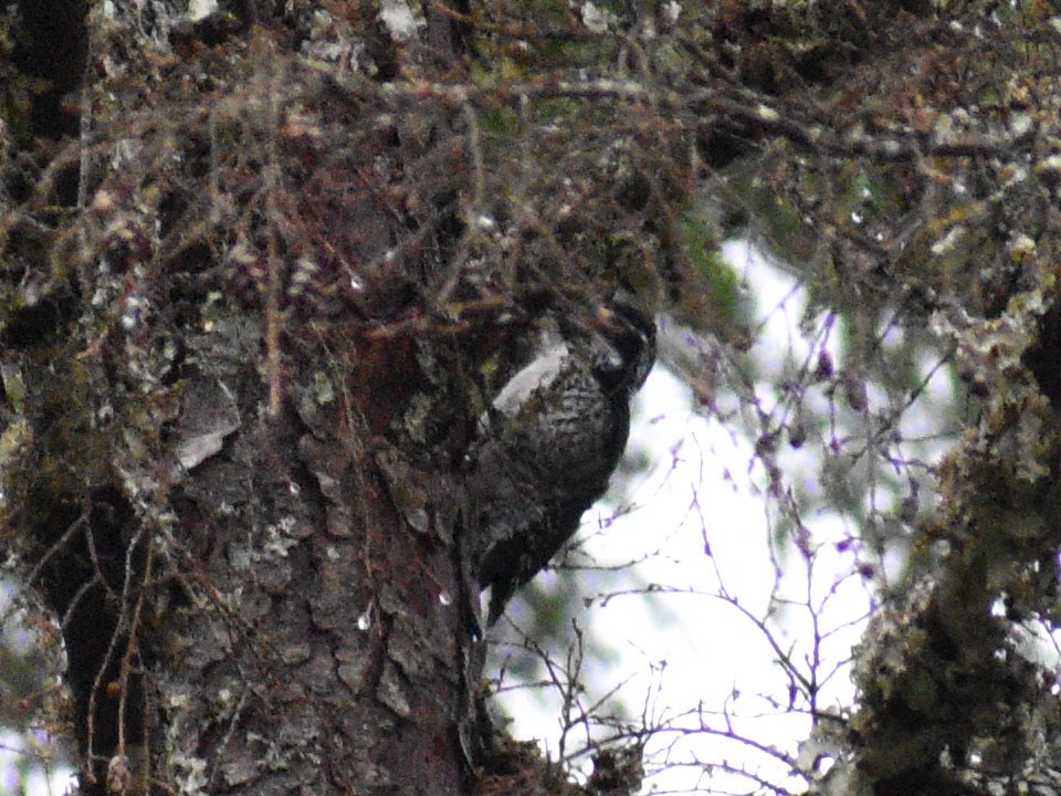 American Three-toed Woodpecker - ML373961921