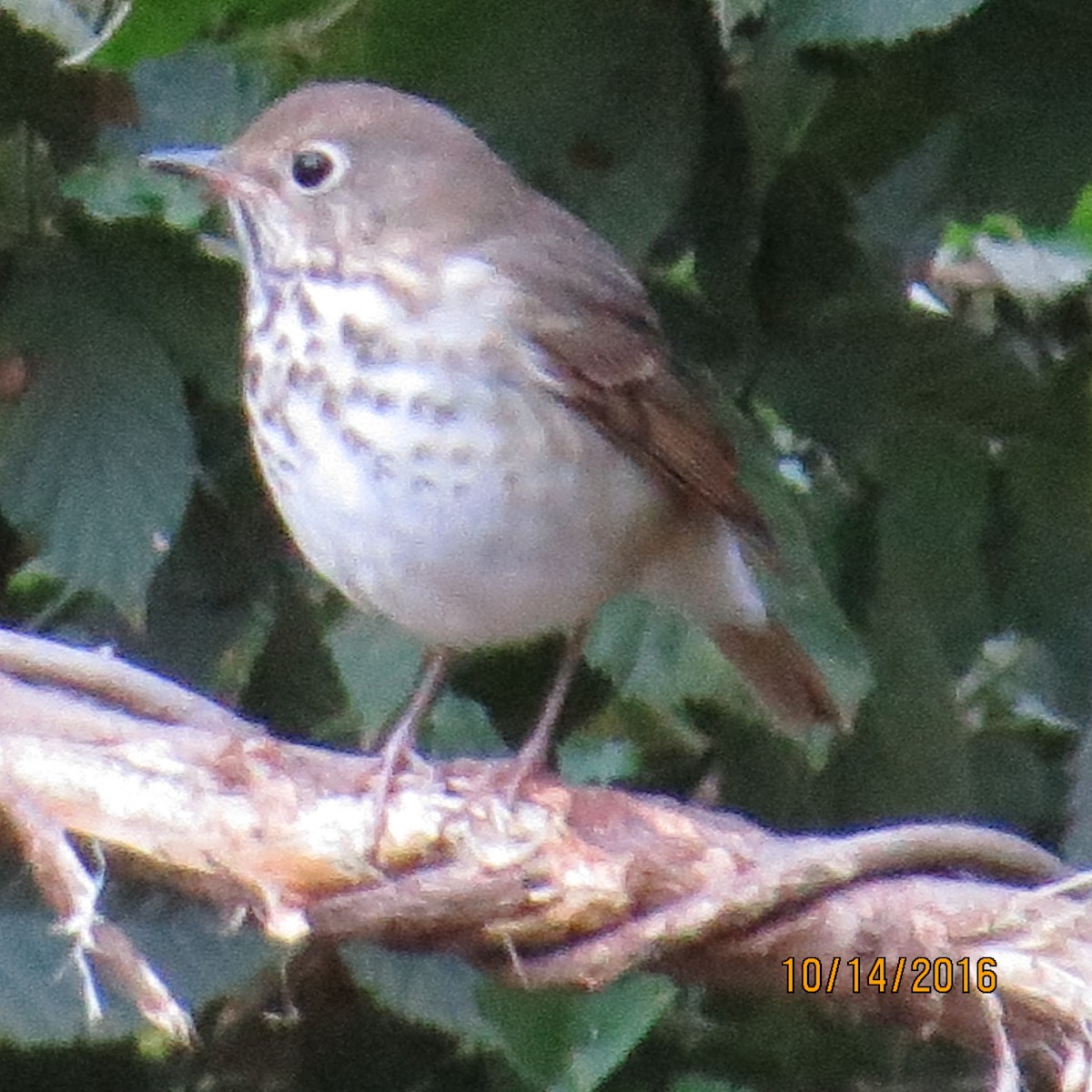 Hermit Thrush - ML37396341