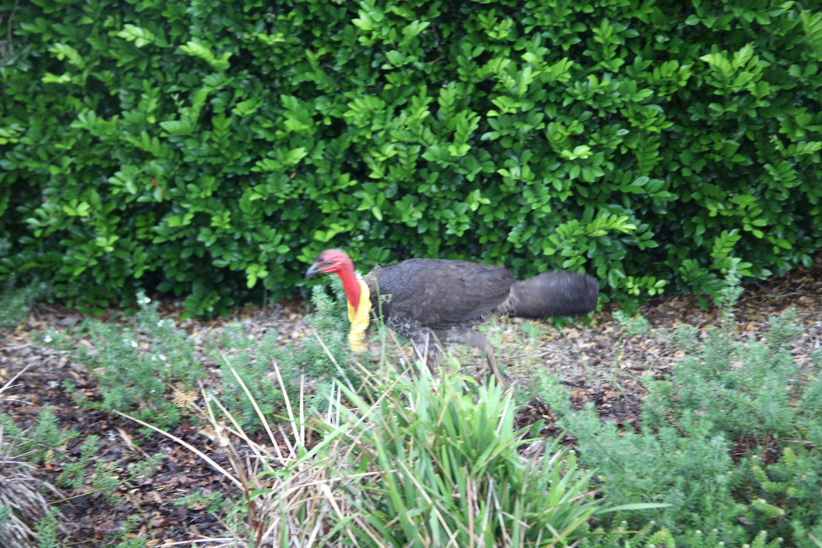 Australian Brushturkey - ML373963551