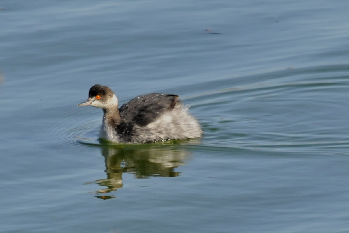 Eared Grebe - John Doty