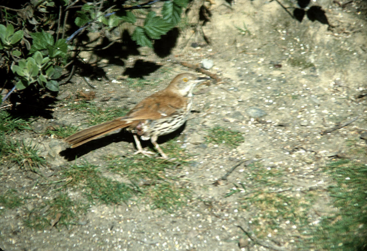 Brown Thrasher - ML373965231