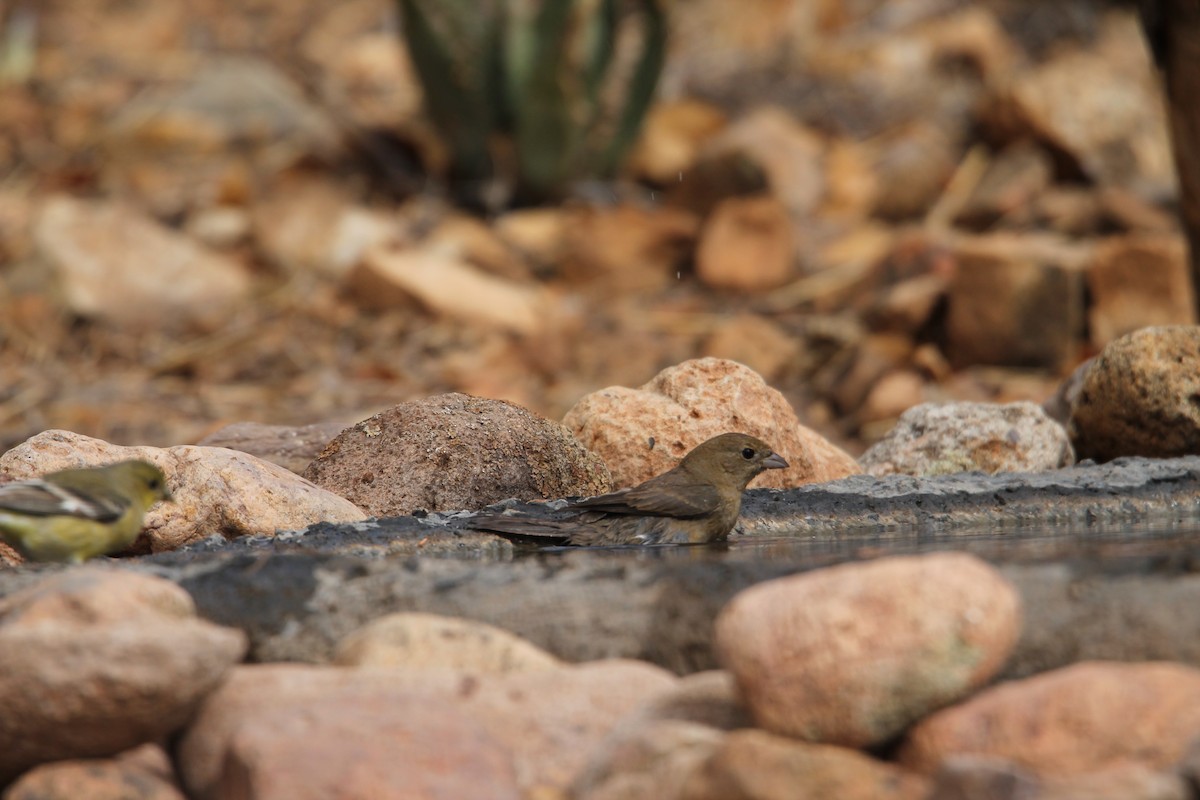Varied Bunting - ML373965521