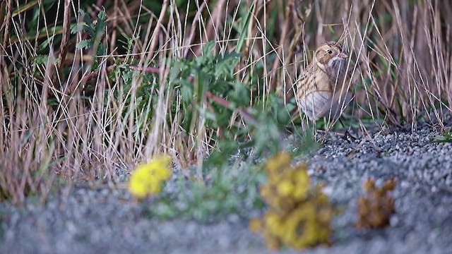 ツメナガホオジロ - ML373966271