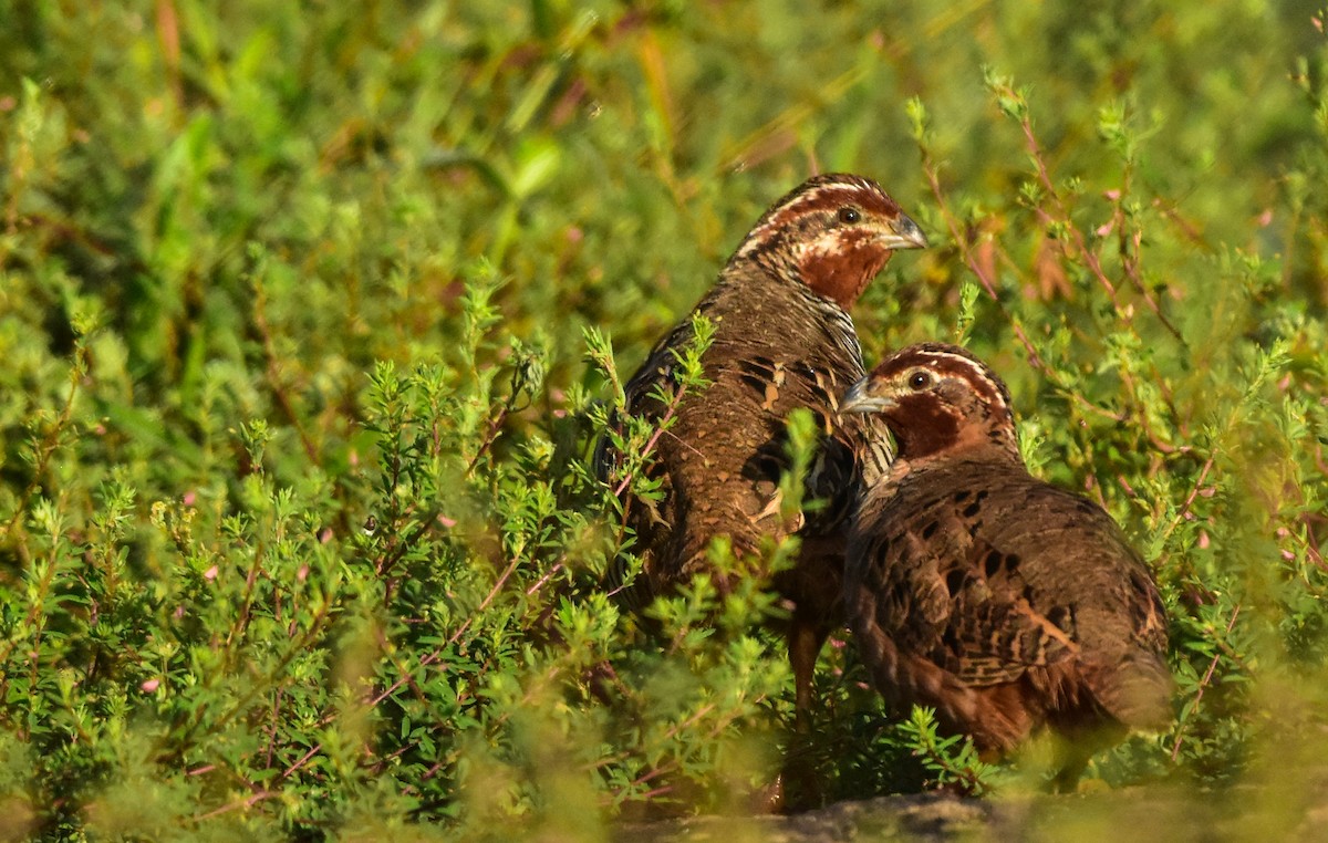 Jungle Bush-Quail - ML373967471