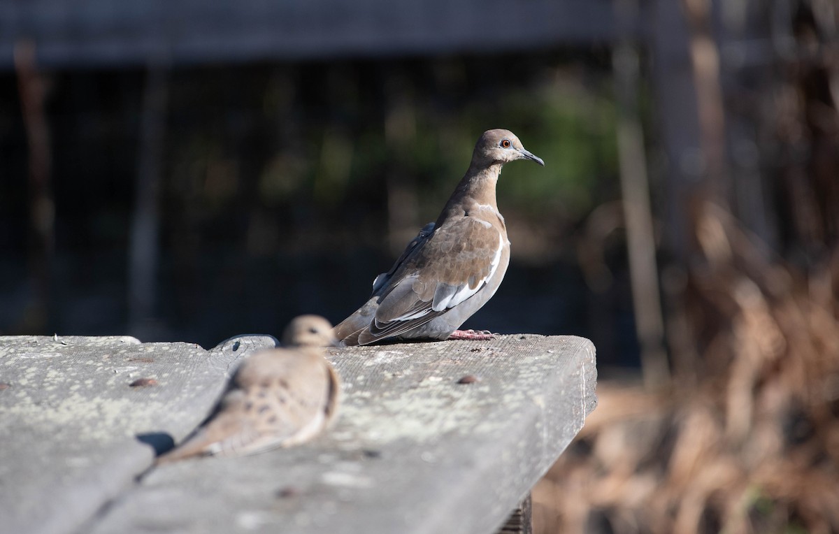 White-winged Dove - ML373968291