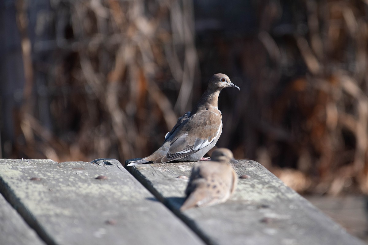 White-winged Dove - ML373968321