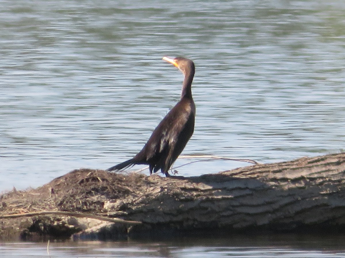 Double-crested Cormorant - ML373968521