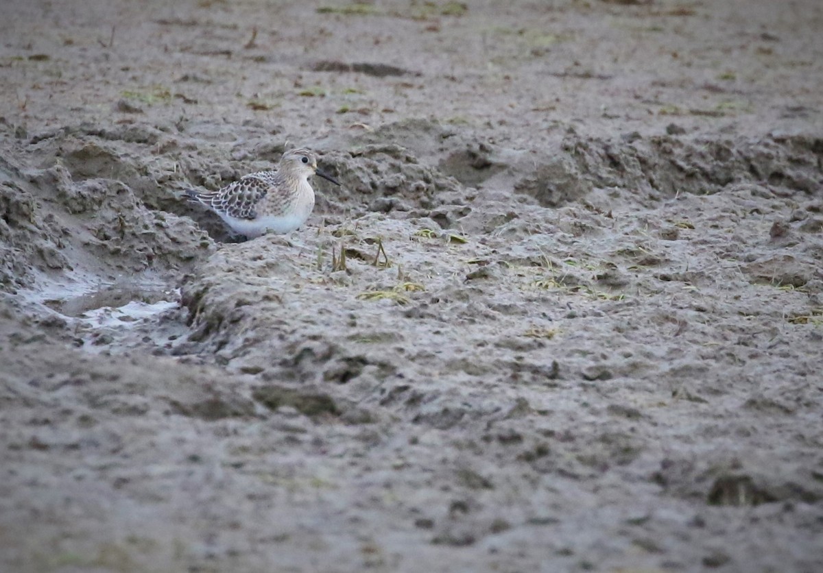 Baird's Sandpiper - Dominique Lavoie