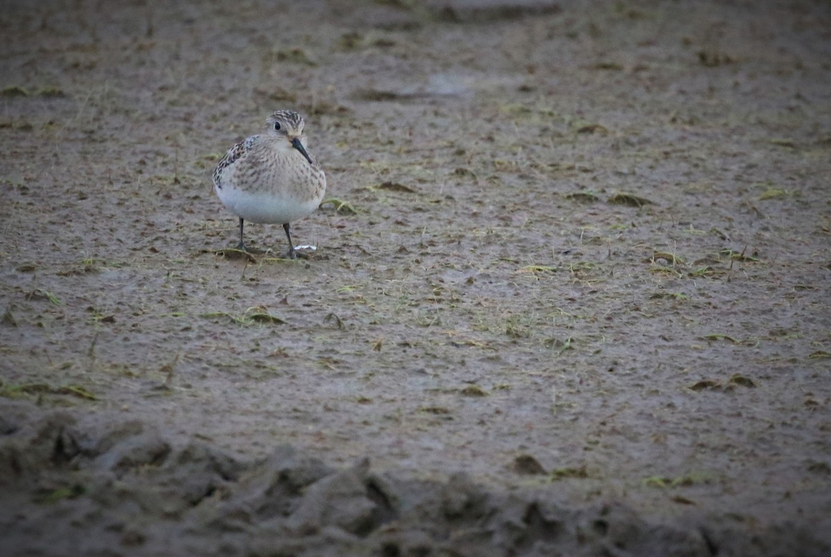 Baird's Sandpiper - Dominique Lavoie