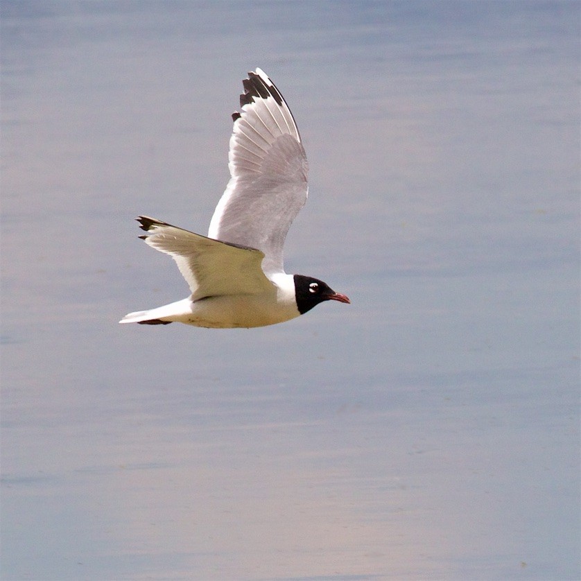 Franklin's Gull - ML373969901