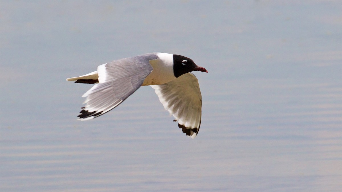 Franklin's Gull - ML373972331