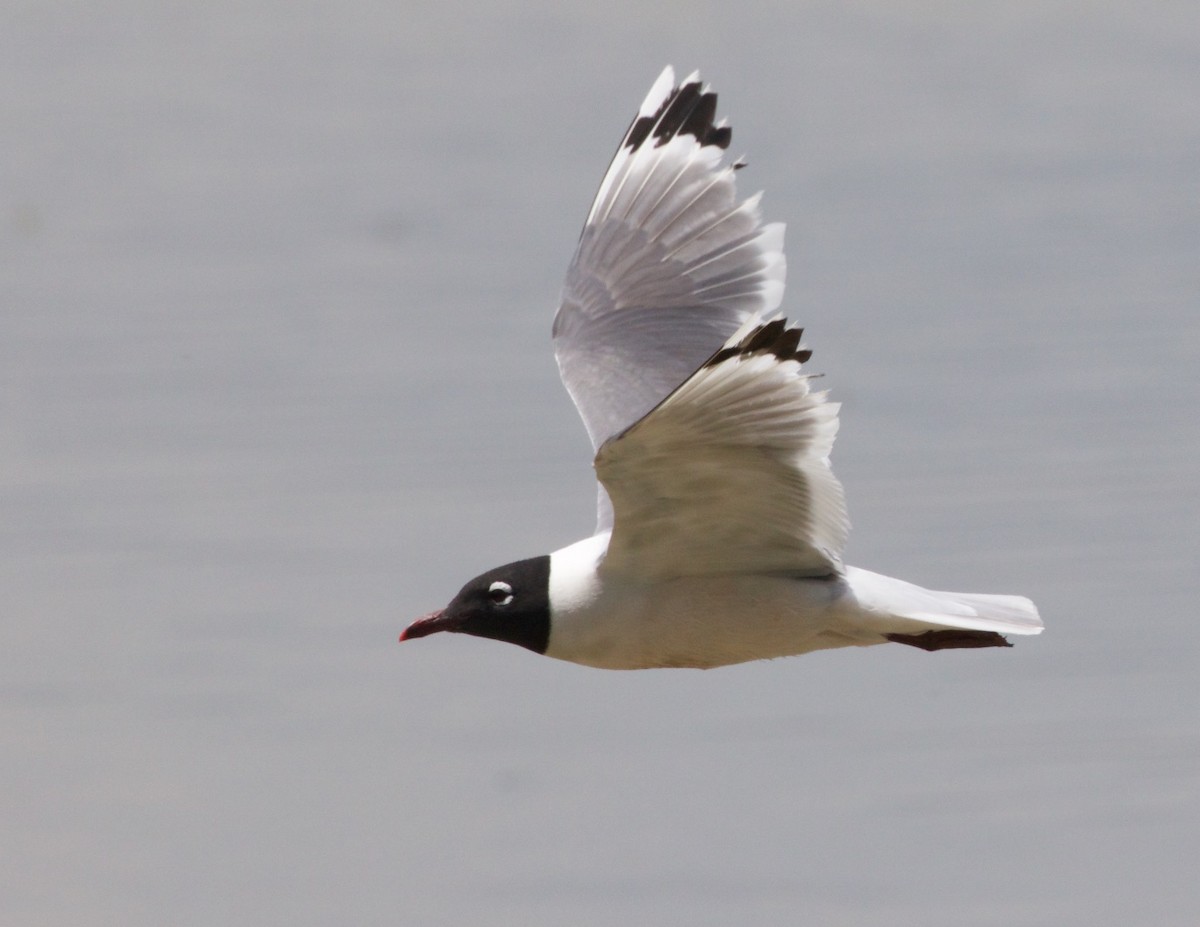 Franklin's Gull - ML373972341