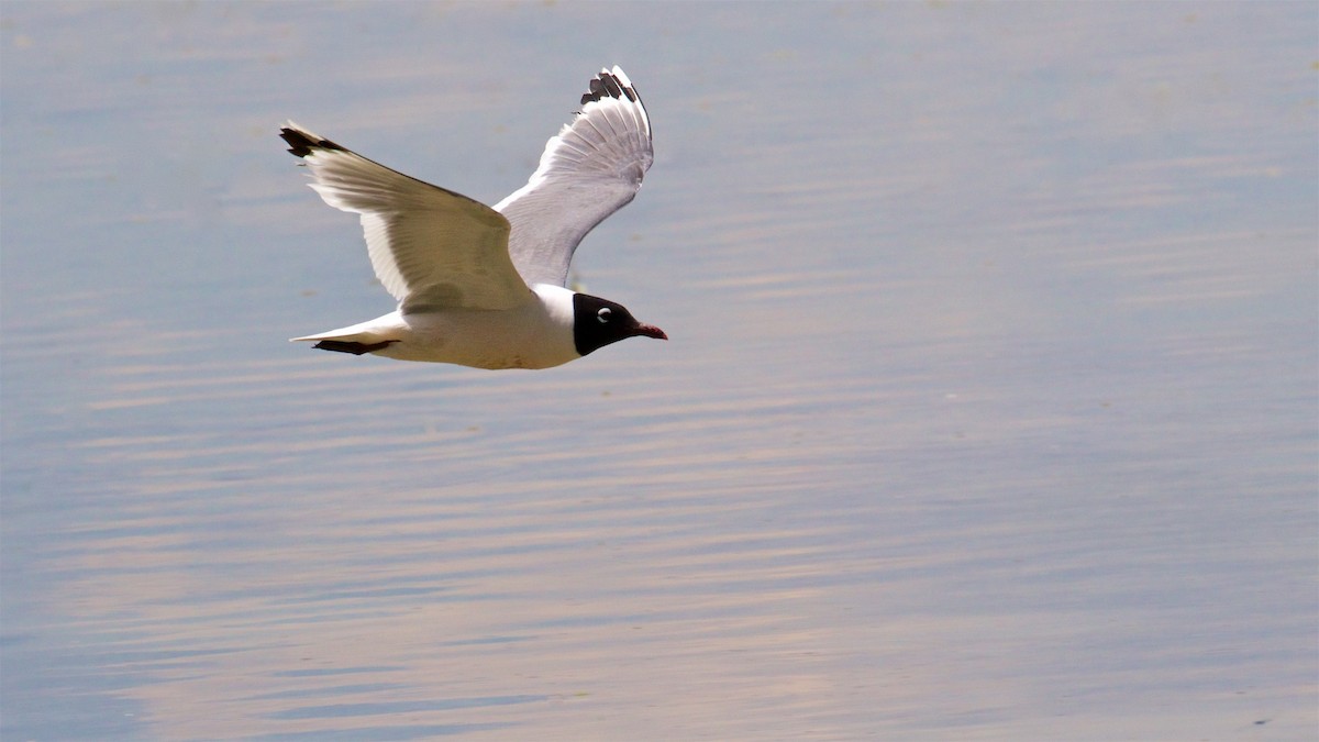 Franklin's Gull - ML373972361