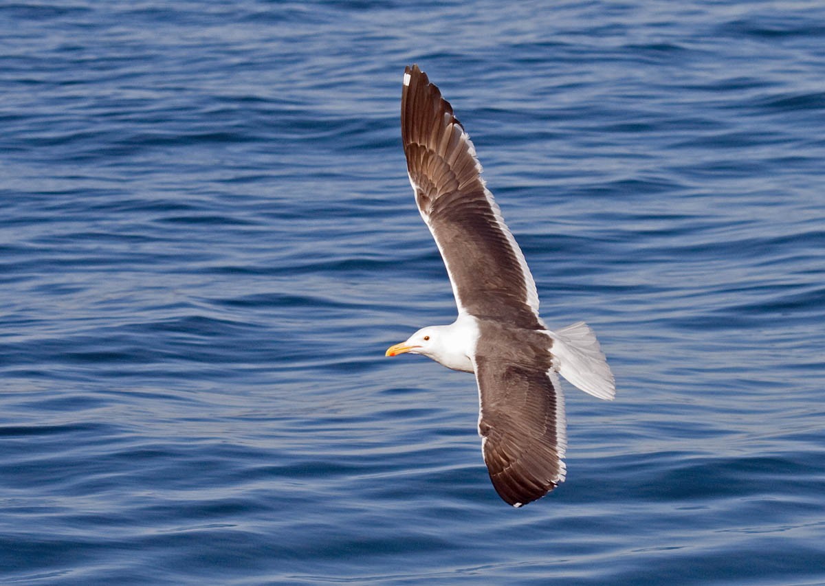 Western Gull - Greg Gillson