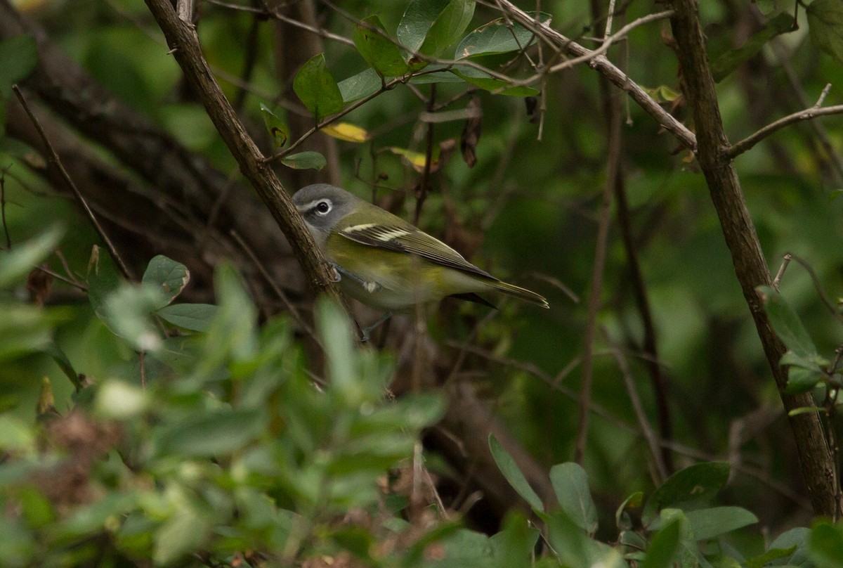 Blue-headed Vireo - Matt Kaiser