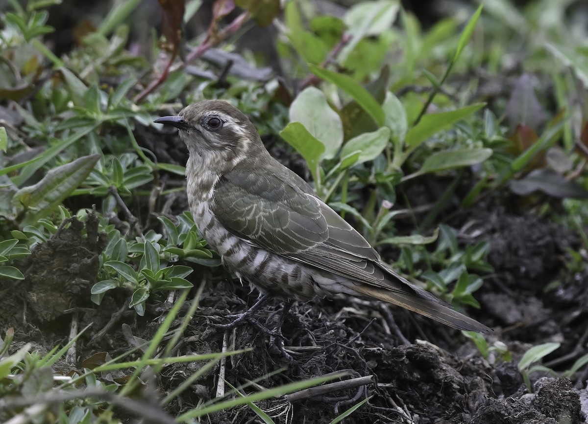 Horsfield's Bronze-Cuckoo - ML373975971