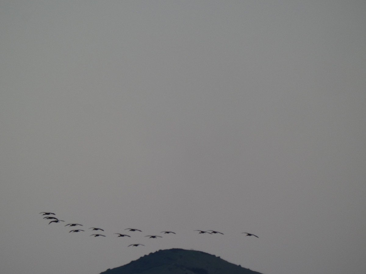 Glossy Ibis - ML373980541